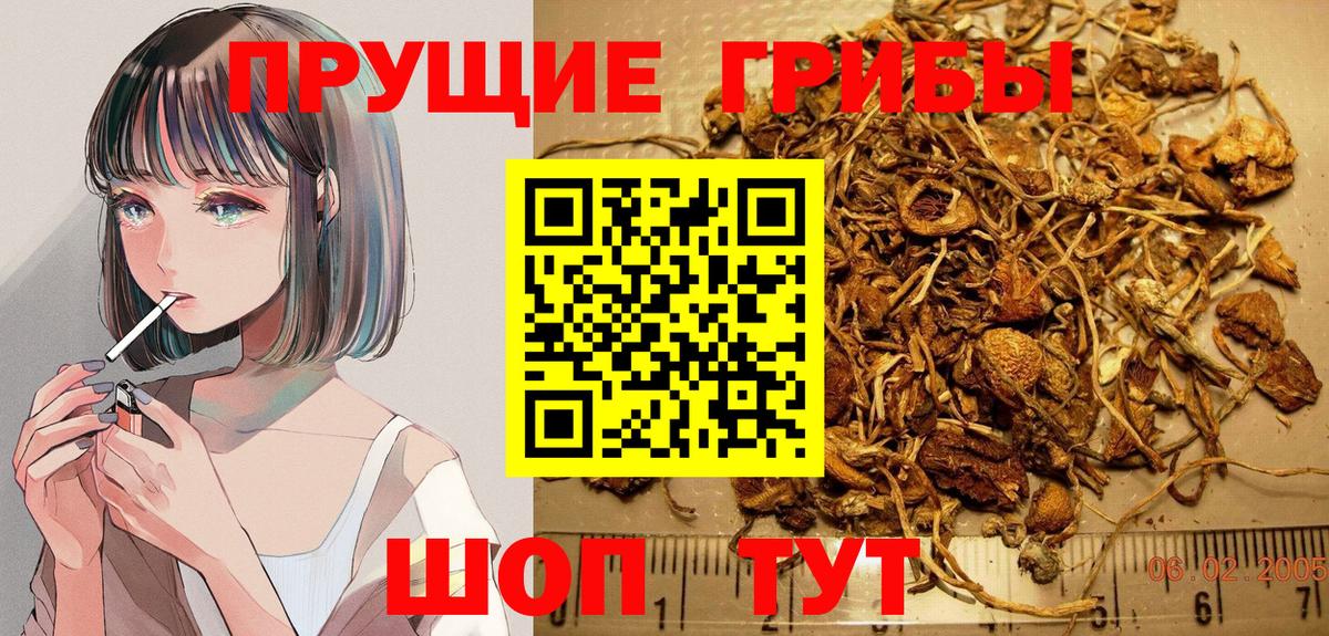 Псилоцибиновые грибы Cubensis  Псилоцибиновые грибы прущие грибы  Вход с VPN  Реж 